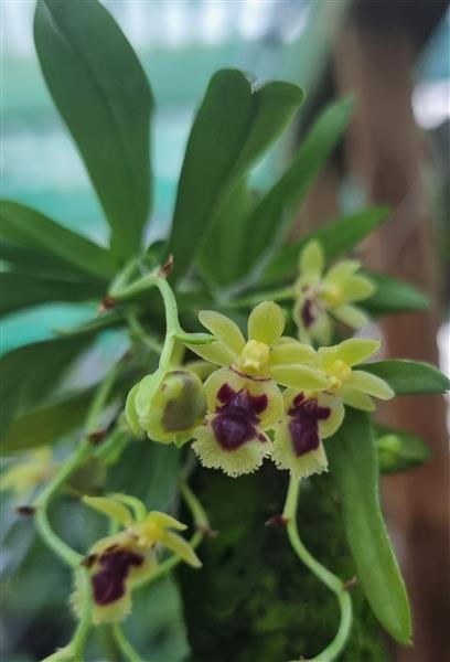 Gastrochilus retrocallus