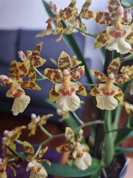 Oncidium Pacific Sunset