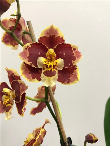 Oncidium Inquisitive Margot