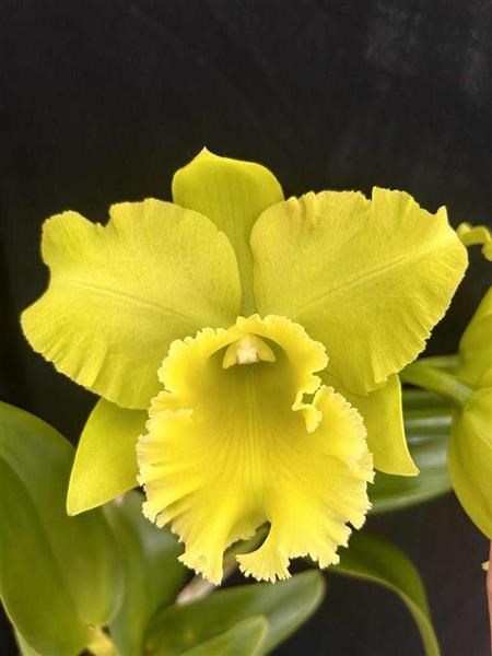 Rhyncholaeliocattleya Village Chief Green