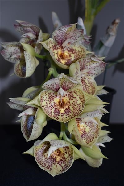 Catasetum Orchidglade