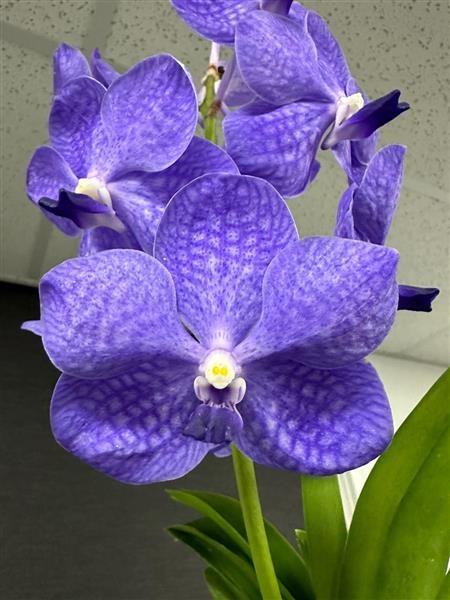 Vanda coerulea