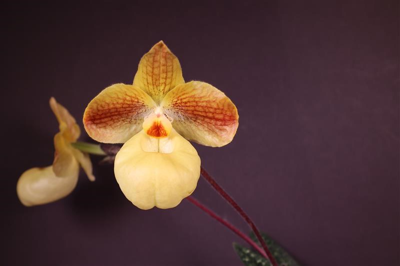 Paphiopedilum Fumi's Delight