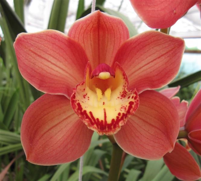 Cymbidium Tipperty Rae