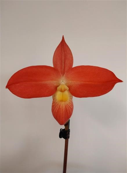 Phragmipedium Fritz Schomburg