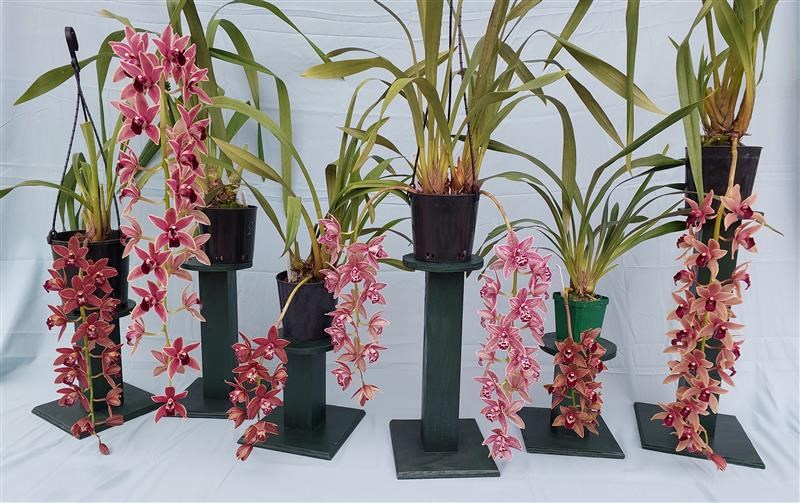 Cymbidium Robert Duvall