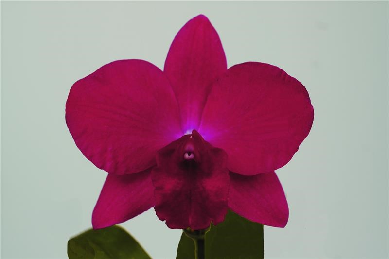 Rhyncholaeliocattleya Mystery Creek