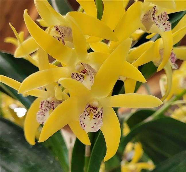 Dendrobium Sandra's Paradise