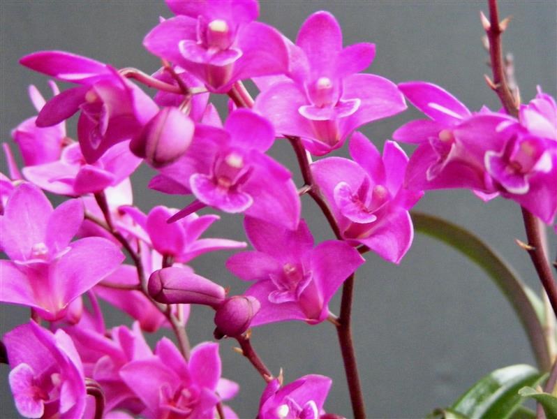 Dendrobium kingianum