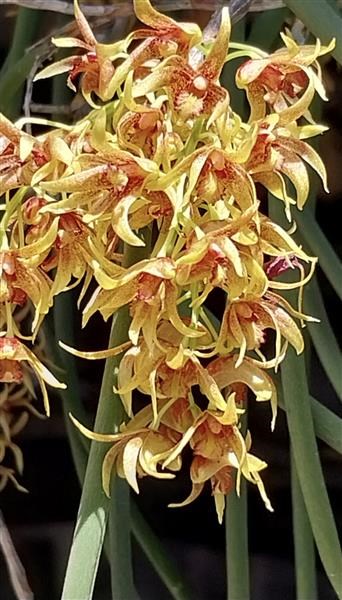 Dendrobium erythraeum