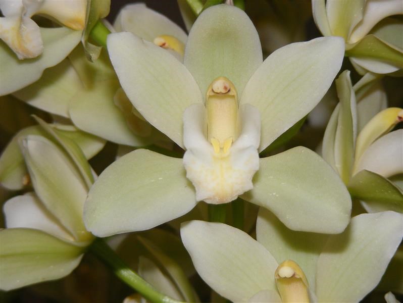 Cymbidium Else Sandersen