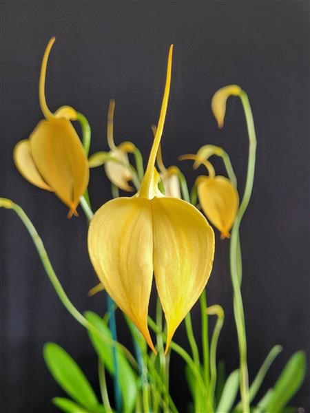 Masdevallia coccinea