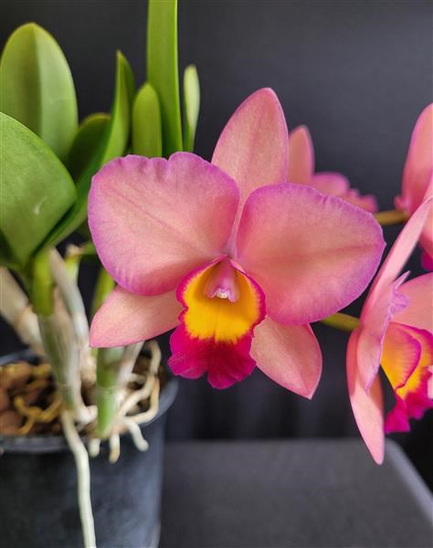 Rhyncattleanthe Petitpetit Lucky