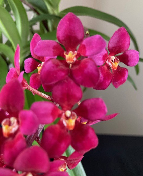 Sarcochilus Nicky's Girl