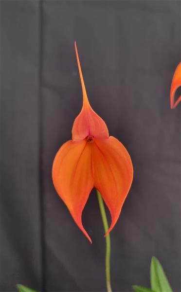 Masdevallia Jim Harper