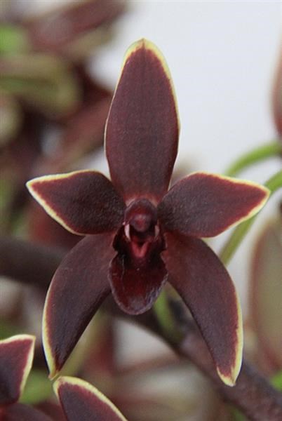 Cymbidium Black Stump