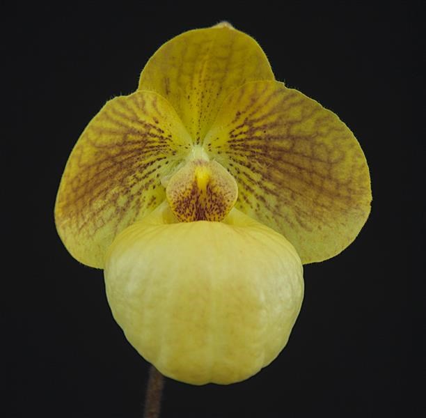 Paphiopedilum Fumi's Delight