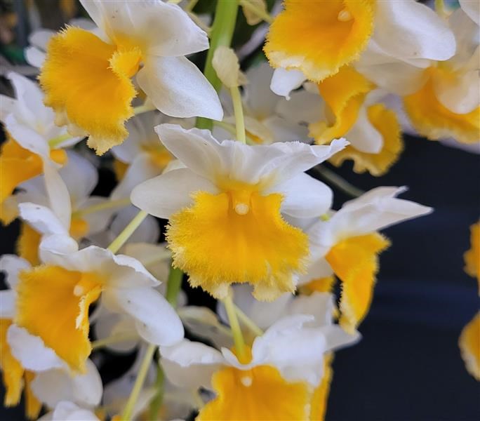 Dendrobium Cream Cascade