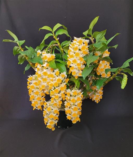 Dendrobium Cream Cascade