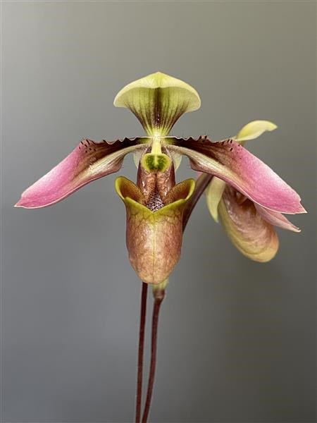 Paphiopedilum appletonianum