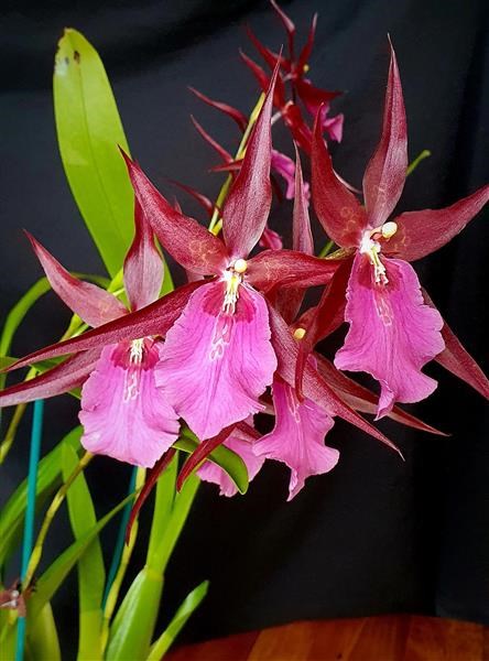 Otobrastonia Skywalker