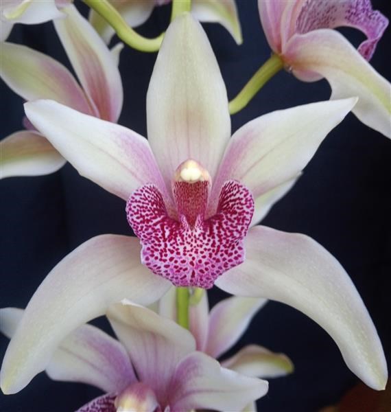 Cymbidium Huck Finn