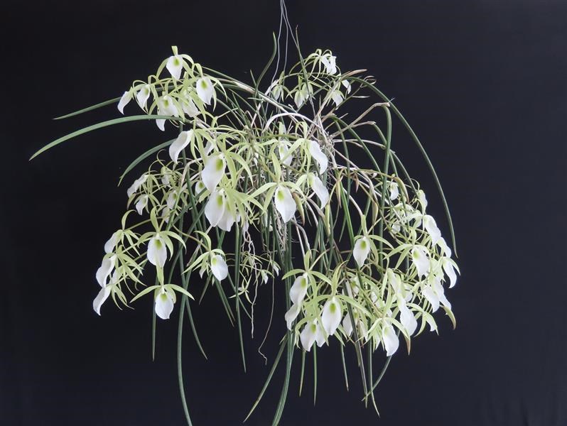 Brassavola tuberculata