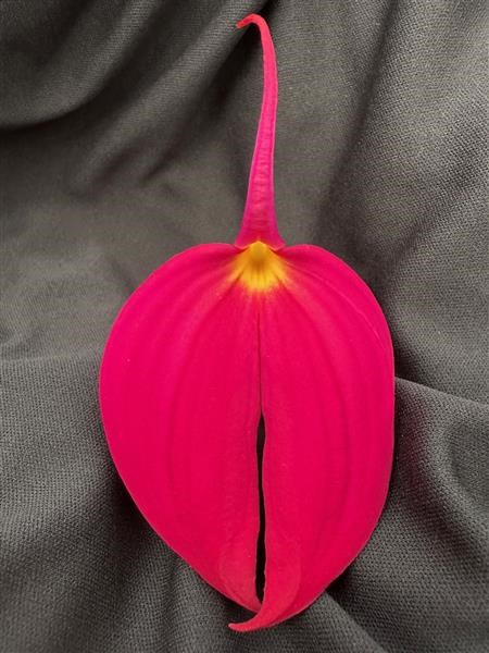 Masdevallia coccinea
