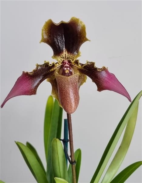 Paphiopedilum hirsutissimum