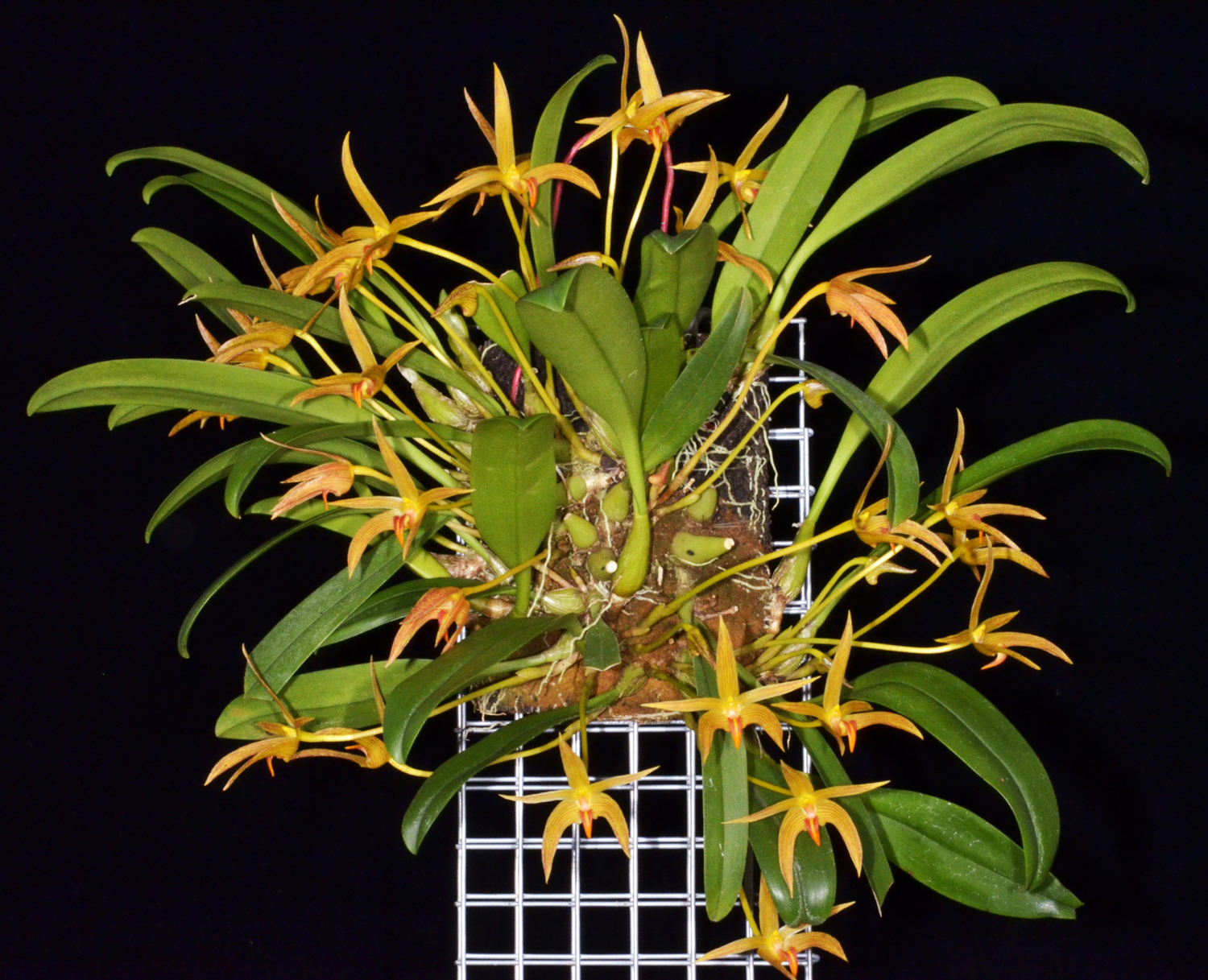 Bulbophyllum Mem. Richard Mizuta