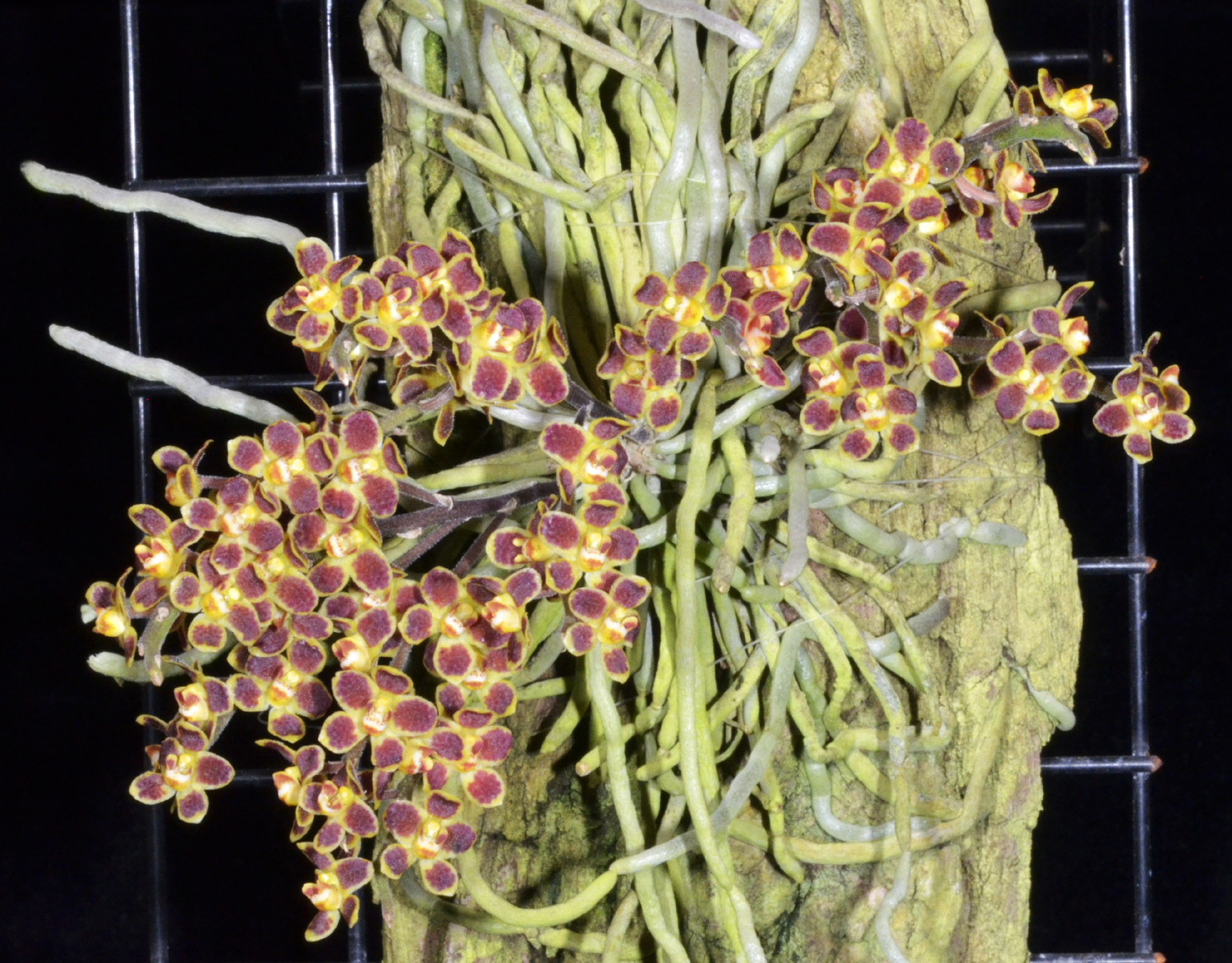 Chiloschista. lunifera