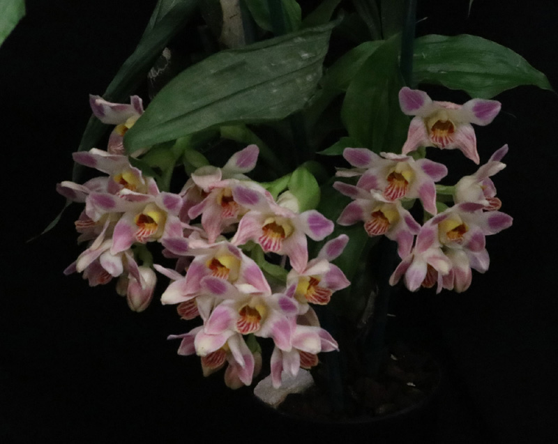 Chysis. Delores Garcia