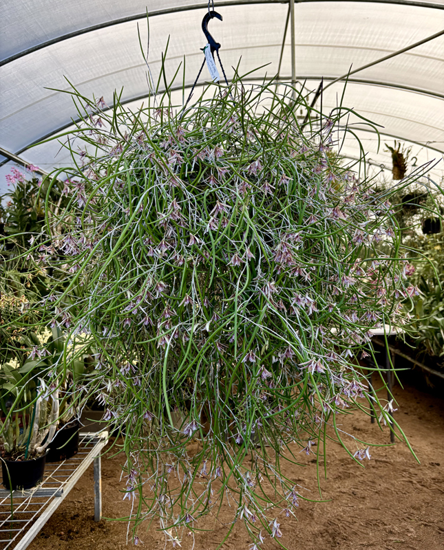 Dendrobium Australian Freckles