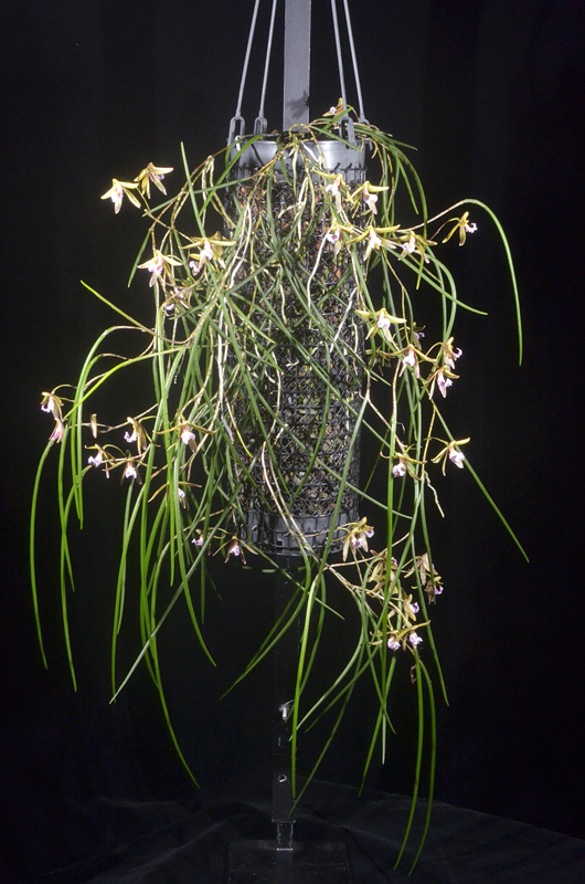Dendrobium Australian Ginger