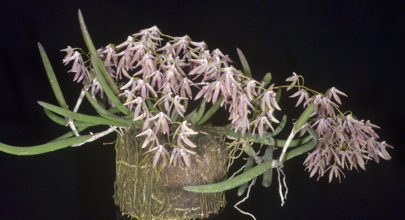 Dendrobium Belmont Dragon