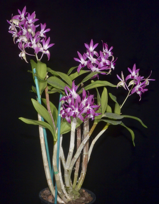 Dendrobium Binh-Ba