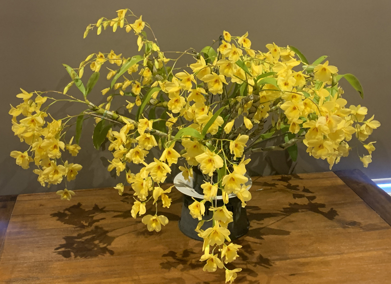 Dendrobium Golden Aya