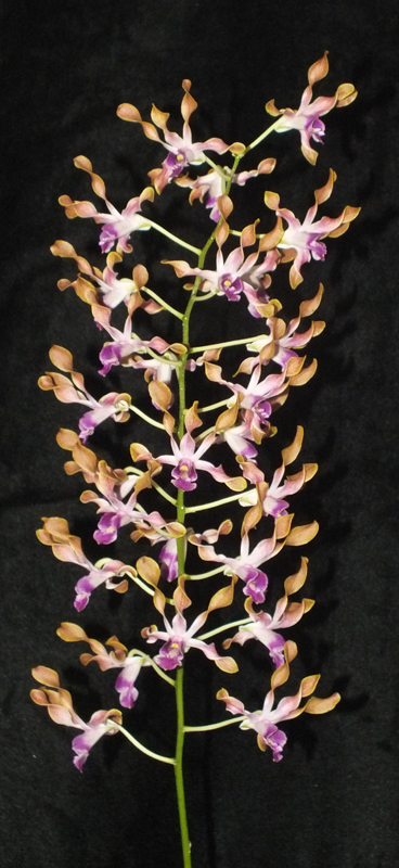 Dendrobium Magenta's Pixican