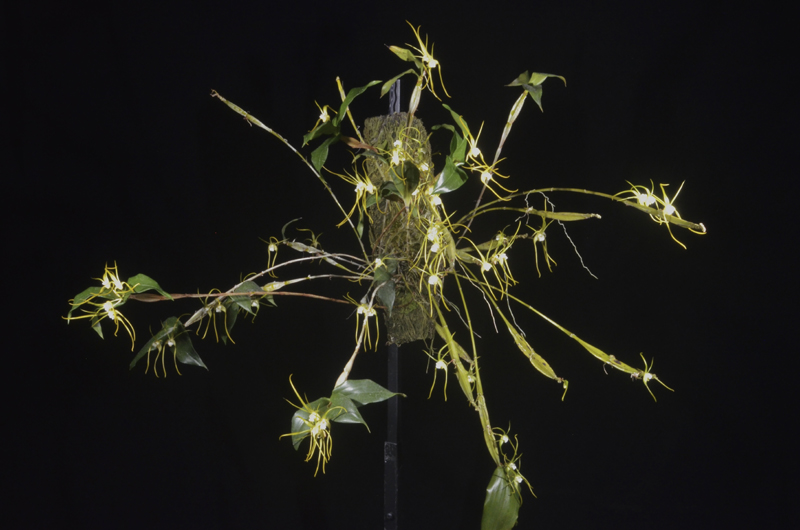 Dendrobium tetragonum var. cacatua