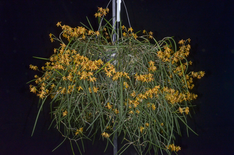 Dendrobium Tweetas 'Brea