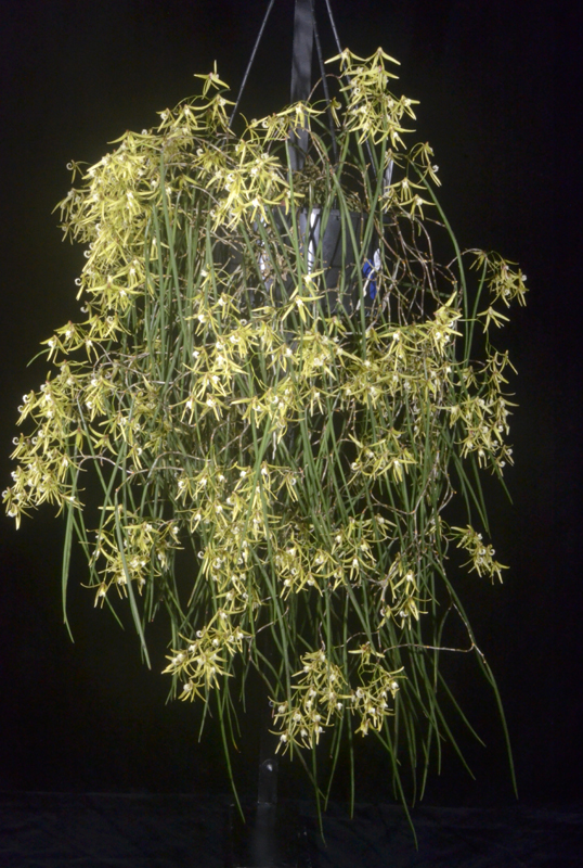 Dendrobium Waverley Imp