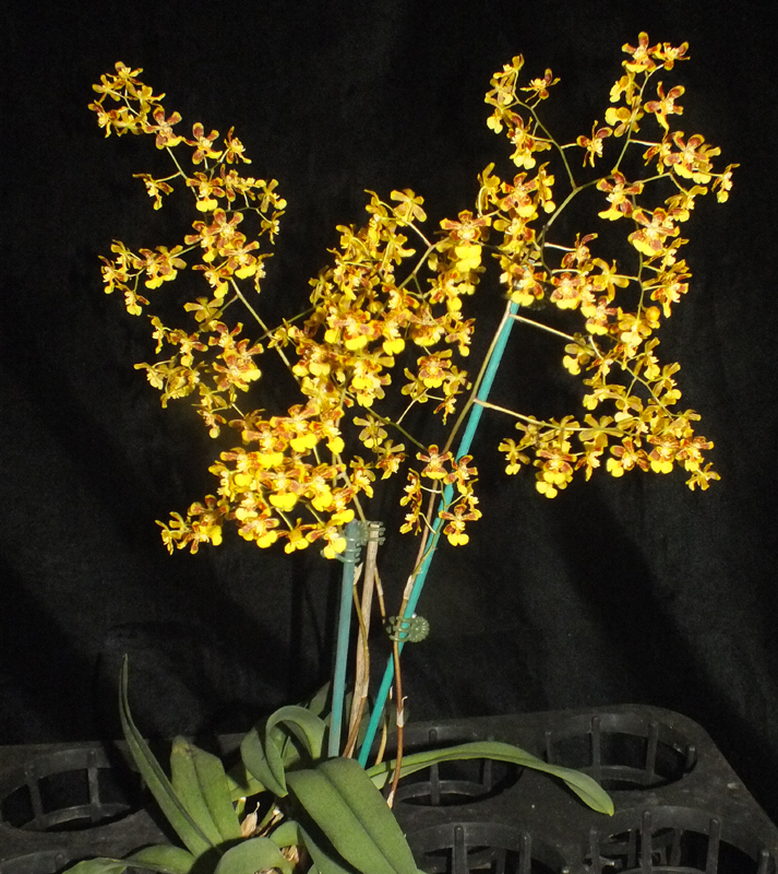 Oncidium harrisonianum