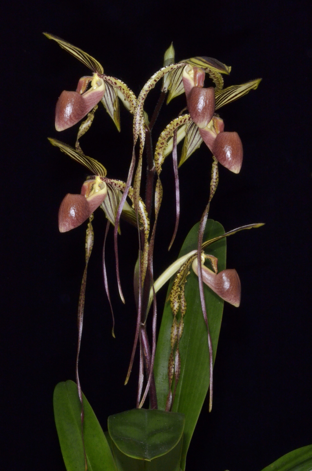 Paphiopedilum Booth's Sand Lady