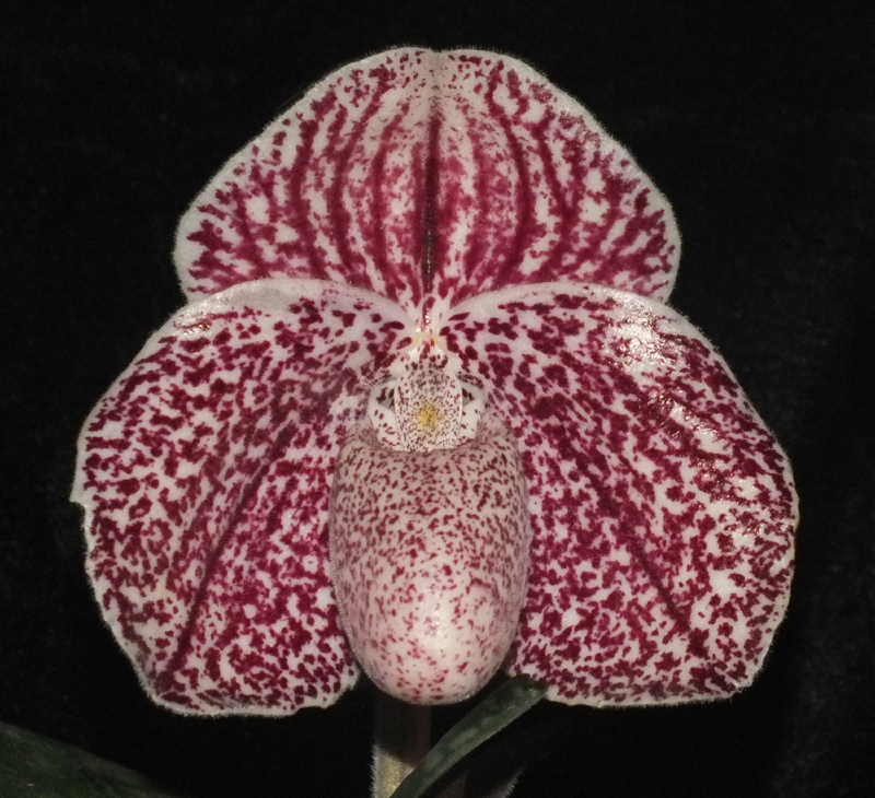 Paphiopedilum Paph Society 10th Anniversary