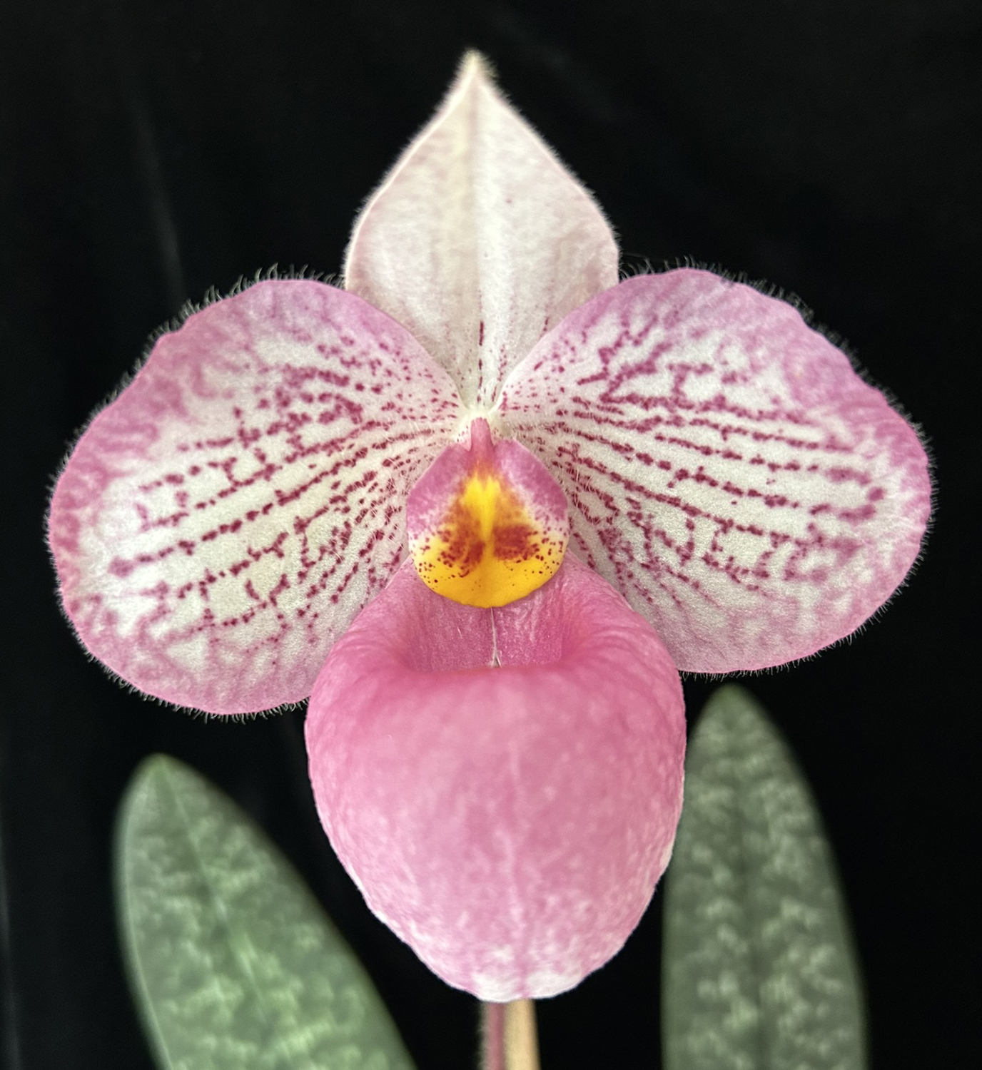 Paphiopedilum Wyruna Vietnam Magic