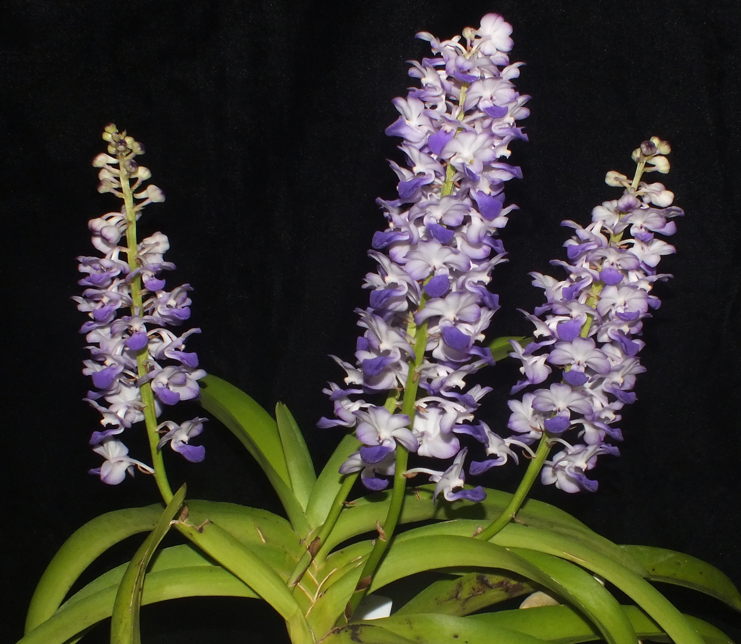 Rhynchostylis coelestis
