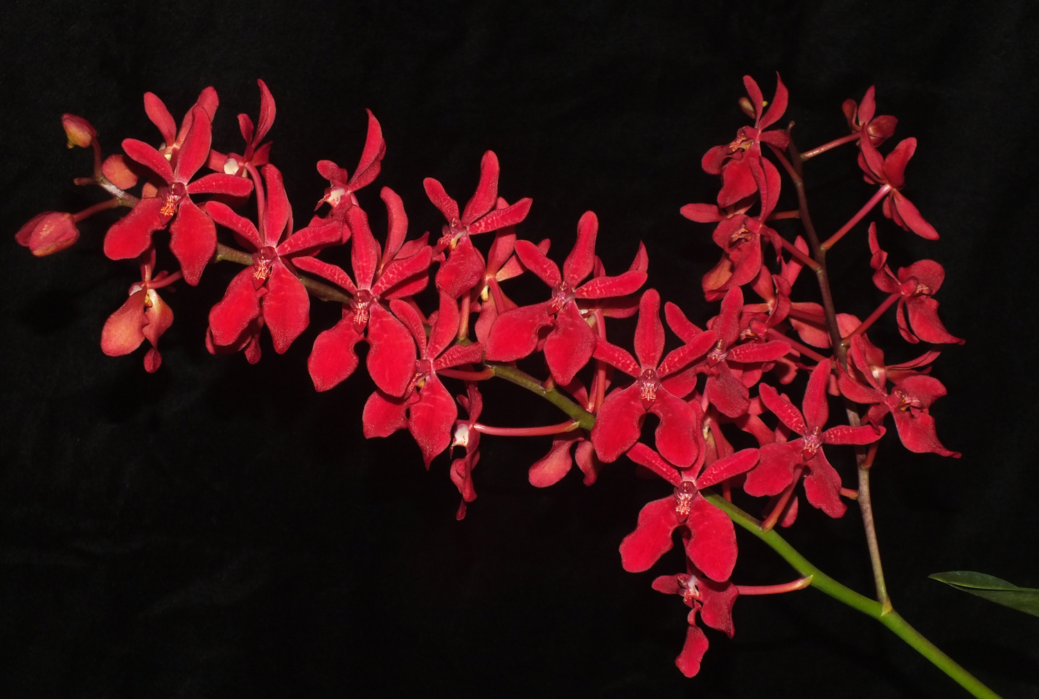 Rnst. Junus Alsagoff